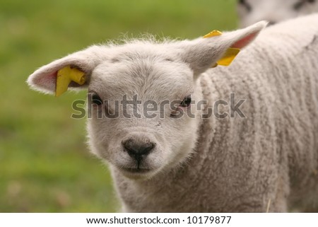 Cute little lamb looking at you