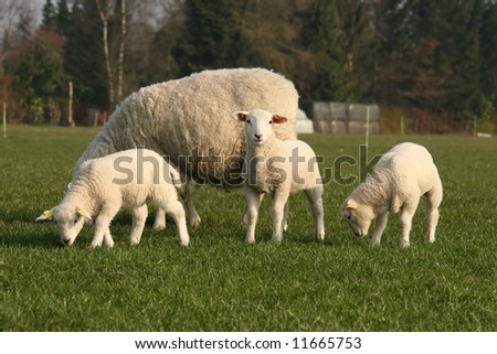 Little lambs and mother sheep