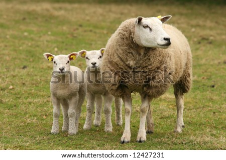 Mother sheep and two little lambs