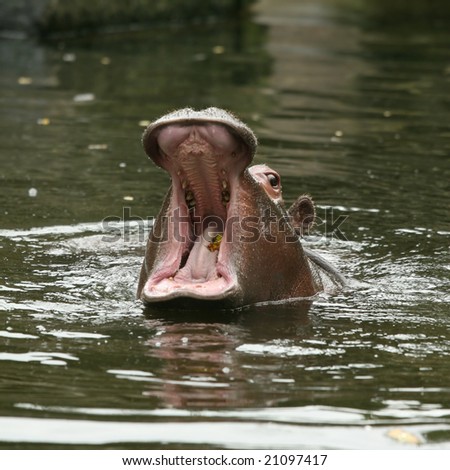 Hippo with open mouth in the water