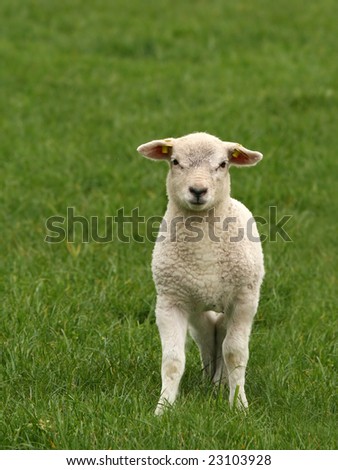 cute little lamb looking at you