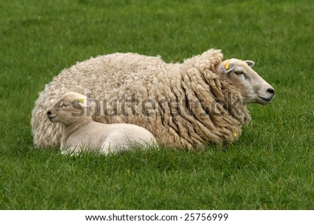 Mother sheep with little lamb