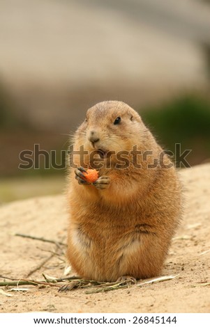 Little prairie dog eating carrot