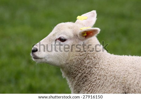 Portrait of a little lamb