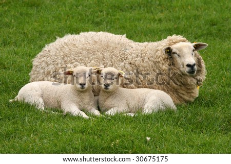 Mother sheep with two little lambs laying in the grass and looking at you