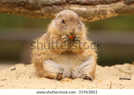 Prairie dog sitting and eating a carrot