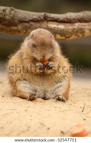 Prairie dog eating carrot