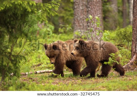 Two little brown bears walking in the forest