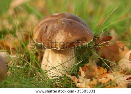 Brown mushroom in the grass with brown leafs