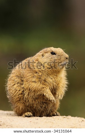 Little prairie dog covered with sand