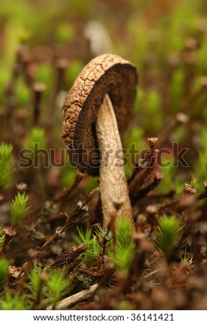 Brown mushroom with tilted head