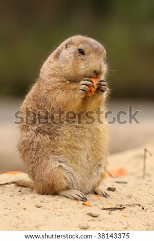 Prairie dog eating carrot