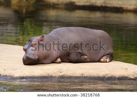 Hippos Sleeping