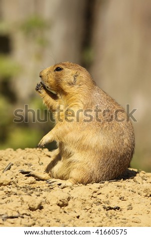Prairie dog sitting and eating