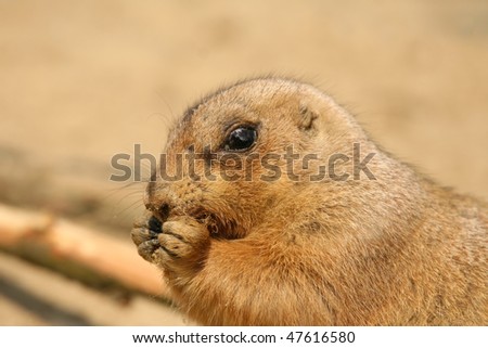 Close-up of a prairie dog eating