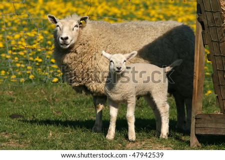 Mother sheep and little lamb looking at you