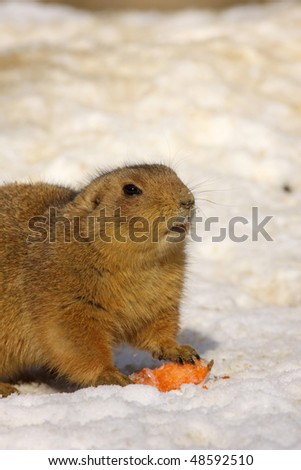 Prairie dog with carrot in the snow