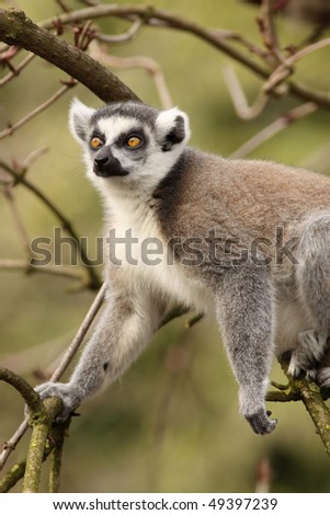 Ring-tailed lemur in a tree