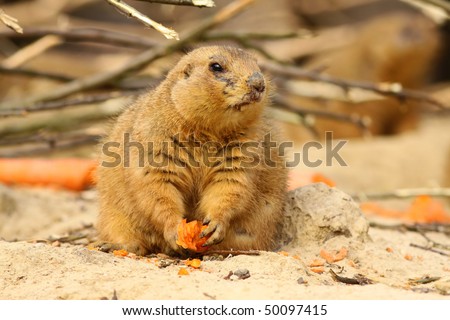 Prairie dog with carrot looking to the right