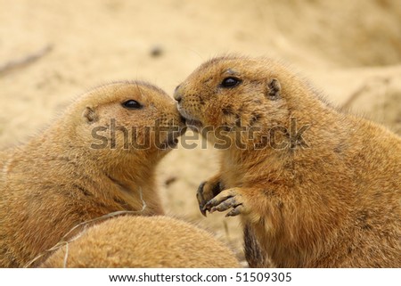 Two prairie dogs kissing