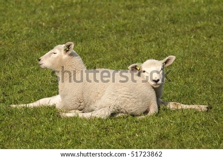 Two little lambs laying in the grass, one looking at you