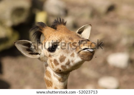 Baby giraffe sticking out its tongue