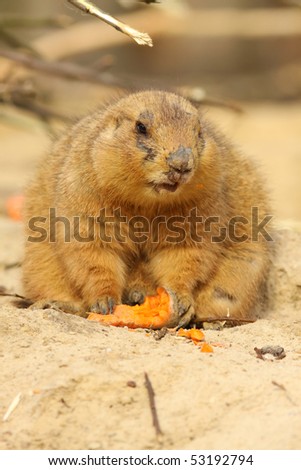 Prairie dog with carrot