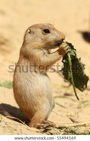 Baby prairie dog eating a leaf