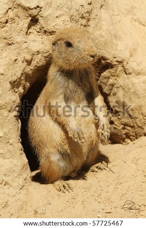 Prairie dog covered with sand standing outside of its burrow