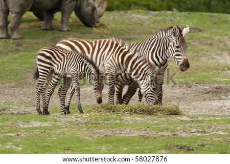 stock photo : Family of zebras eating