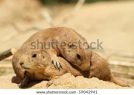 Prairie dog laying on top of another one (focus on middle prairie dog)