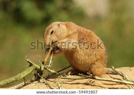 Little prairie dog eating