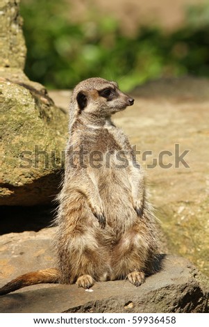 Meerkat looking to the right