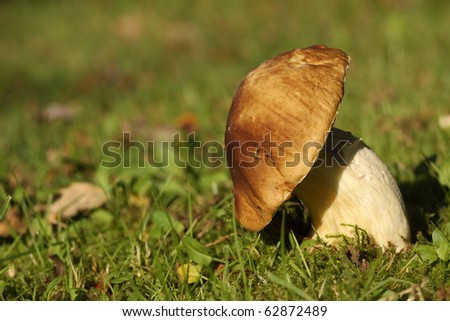 Mushroom with tilted head