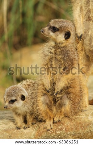 Meerkats, big and small