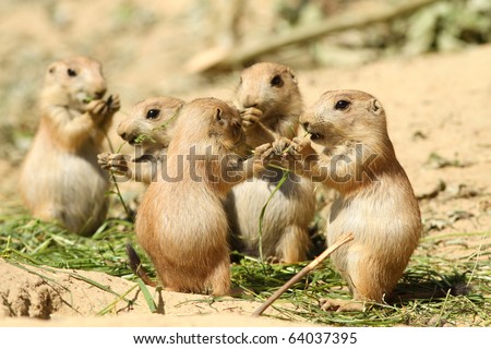 Baby prairie dog eating