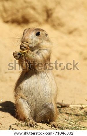 Baby prairie dog eating