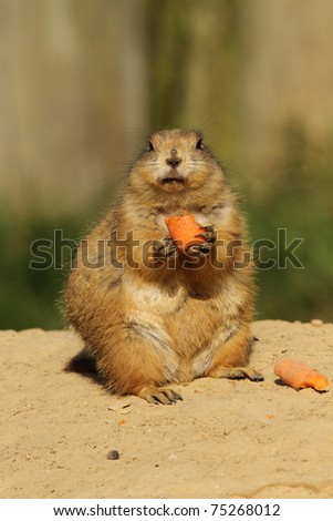 Prairie dog holding a carrot and looking at you