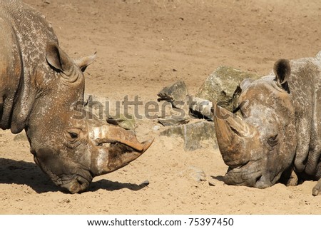 Rhino\'s, one standing the other sleeping
