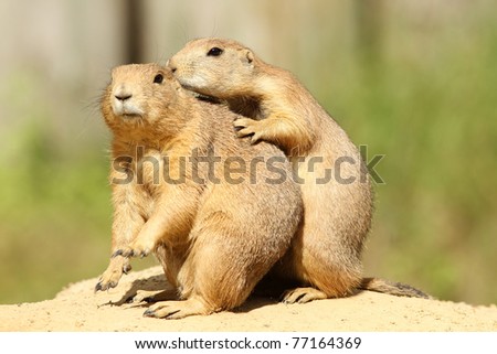Young prairie dog hugging its mother