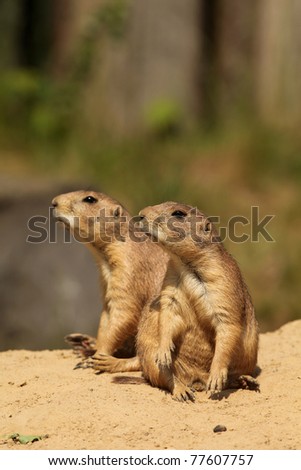 Prairie dogs (focus on the first one)