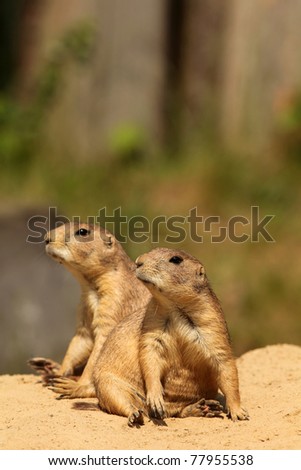 Two prairie dogs (focus on the first one)