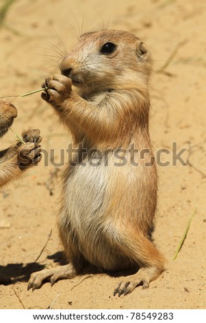 Baby prairie dog standing upright and eating
