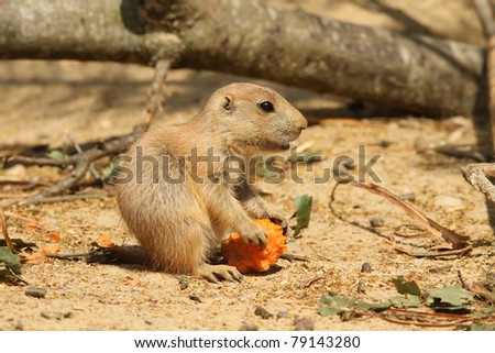 Baby prairie dog holding a carrot