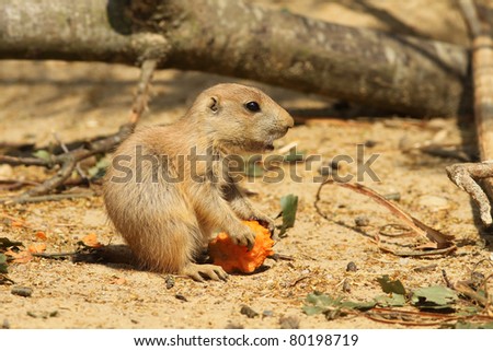 Baby prairie dog eating a carrot