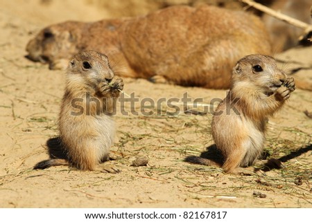 Two baby prairie dogs eating
