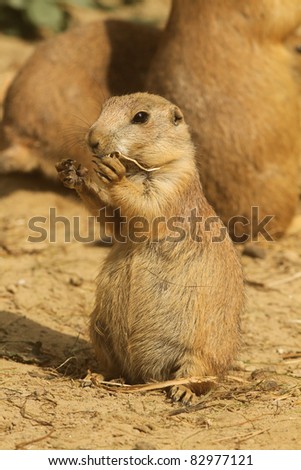 Prairie dog eating