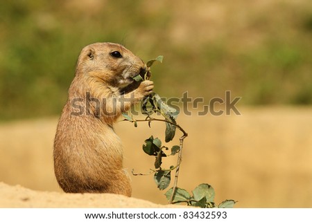 Prairie dog eating