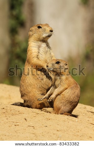 Big and small prairie dog (focus on the little one)