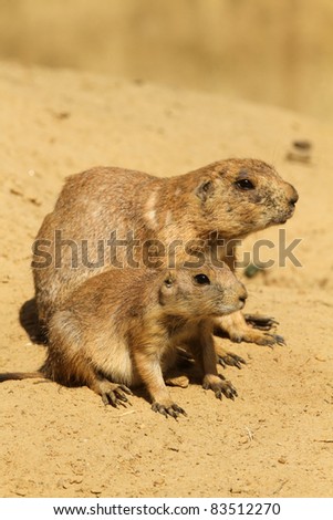 Mother prairie dog with her baby (focus on the little one)